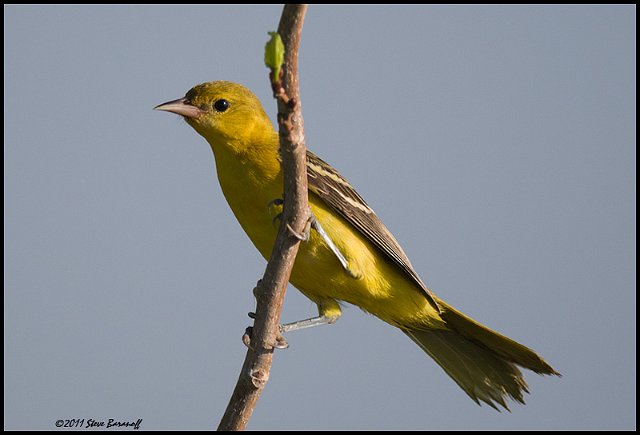 _1SB7094 immature orchard oriole.jpg